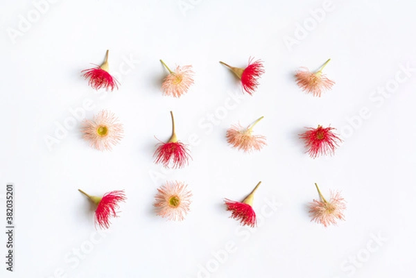Fototapeta Australian native eucalyptus tree flowering gun nuts in beautiful reds and pinks, photographed from above on a white background.