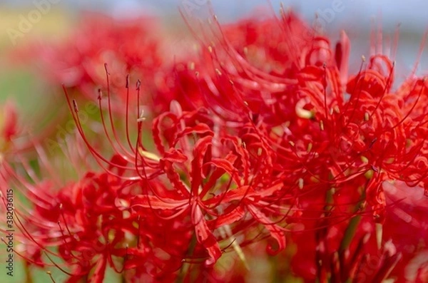 Fototapeta 真っ赤なヒガンバナ曼珠沙華