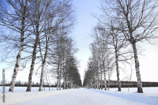 Fototapeta 冬の並木道