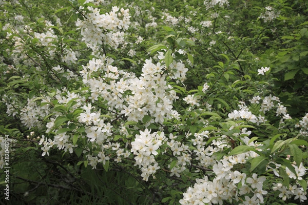 Fototapeta ズミの花