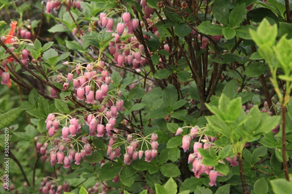 Obraz ウラジロヨウラク