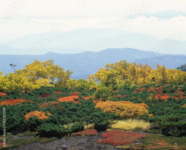 Fototapeta 黄葉と山脈