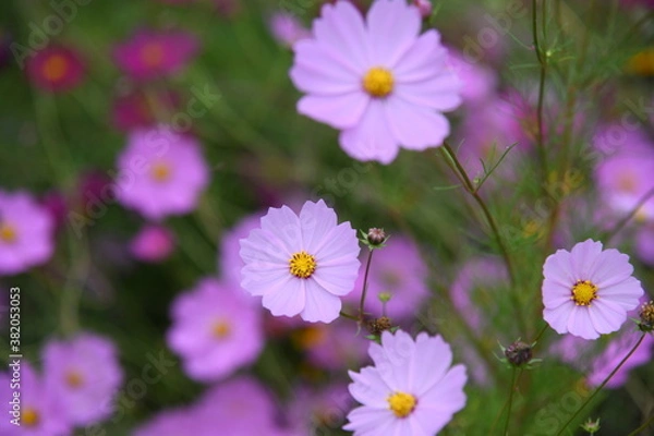 Fototapeta 秋桜ー3