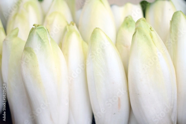 Obraz chicory