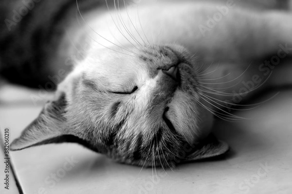 Obraz Black white cat