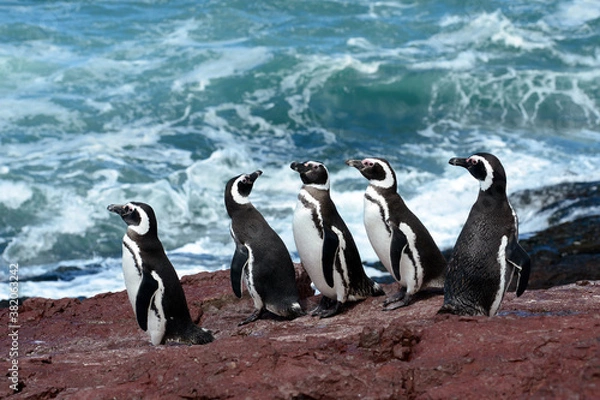 Obraz Pingwin magellana (Spheniscus magellanicus)