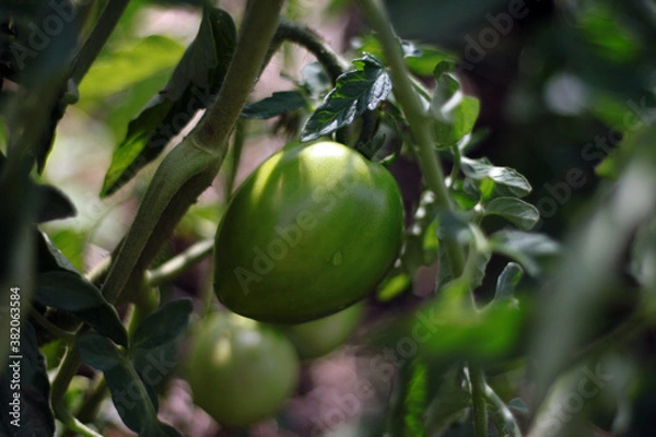 Fototapeta branch with green tomatoes