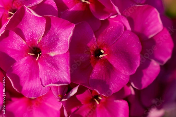 Obraz bright pink flowers, close up