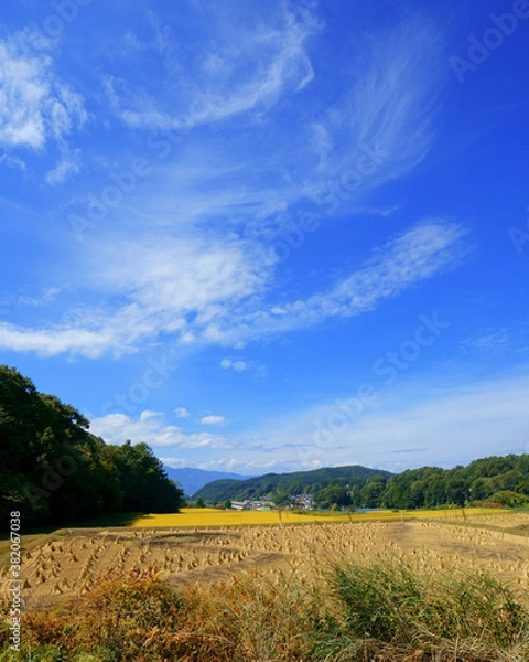 Fototapeta 青空の下、山村の黄金色に輝く稲田のある風景