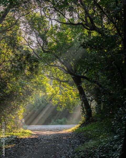 Obraz 木漏れ日の小道