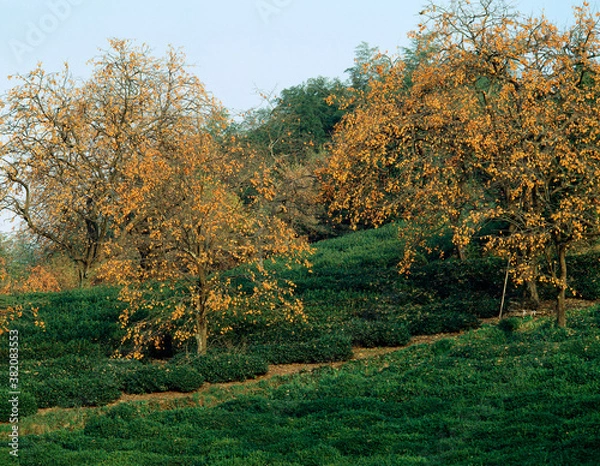 Fototapeta 柿の木