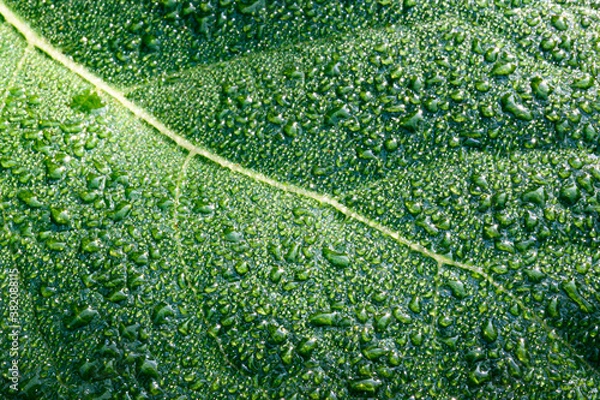 Obraz green leaf texture with waterdrops close up
