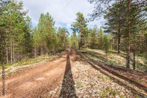 Fototapeta The road in the taiga forest. Autumn sunny day, long shadows from the trees