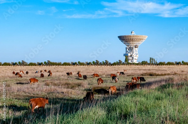 Fototapeta cows graze on a field near the space antenna on a summer day
