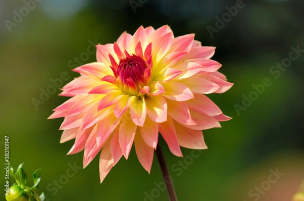 Fototapeta ダリア