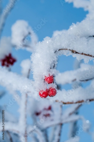 Obraz Water Elder (Viburnum opulus) in garden