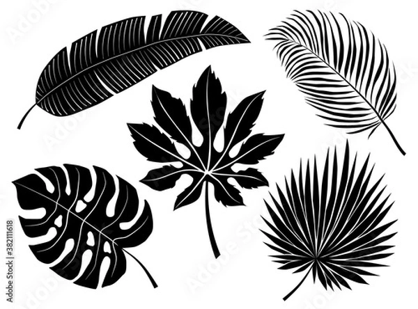 Fototapeta Tropical leaves silhouette set isolated on white background. Monstera and coconat tree leaves black sihouette vector illustration. Tropical palm tree leaves monochrome set.