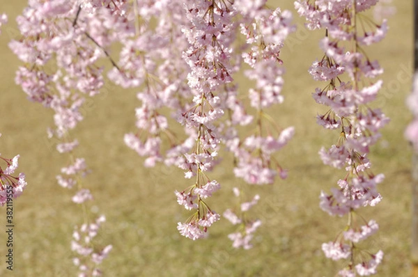 Fototapeta しだれ桜
