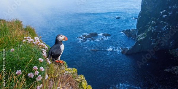 Fototapeta Atlantic puffin, fratercula arctica, standing on cliff in summertime. Panorami horizontal composition of colorful seabird observing on mountainside near to sea. Wild aquatic animal looking to the blue