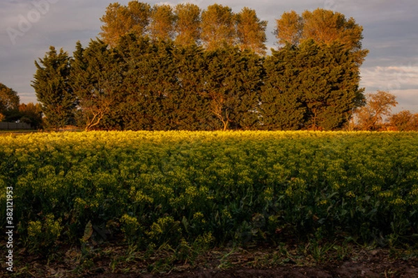 Obraz Trees at sunset