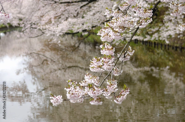 Fototapeta 外濠の桜