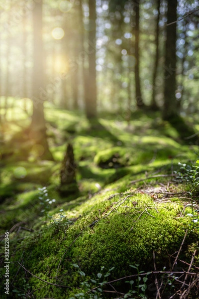 Obraz Beautiful forest background with sun rays. Natural scene for product presentation. The stones are covered with green moss