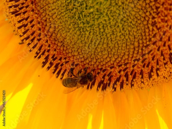 Fototapeta Detalle de una abeja recolectando el polen en un girasol en un atardecer soleado en un campo de cultivo de Guadajalara (España)/A bee collecting pollen from a sunflower in Guadajalara (Spain)