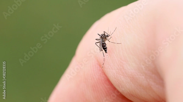 Fototapeta 指にとまって血を吸う蚊