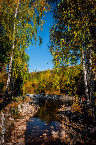 Obraz autumn in the forest