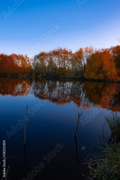 Obraz autumn trees reflected in water