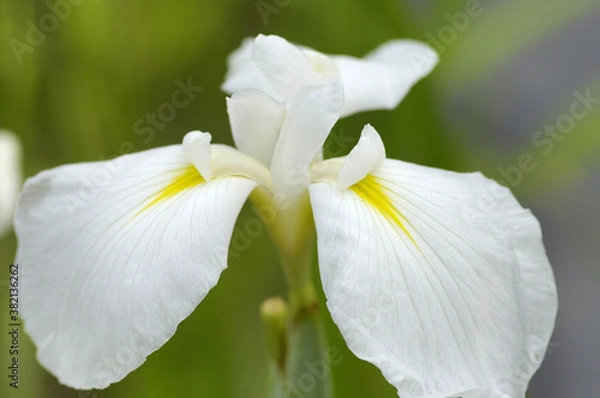 Fototapeta ショウブ