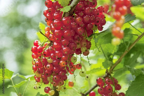 Fototapeta レッドカント