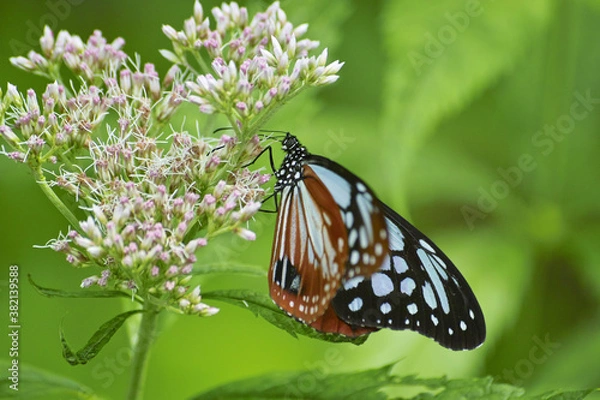 Fototapeta アサギマダラ