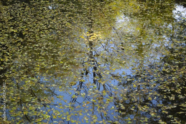 Obraz 池の落ち葉