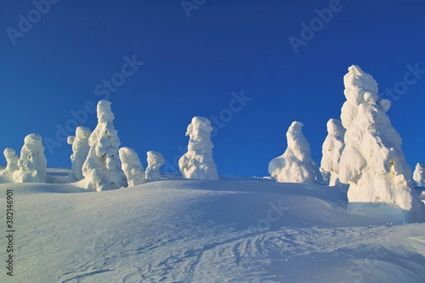 Fototapeta 樹氷