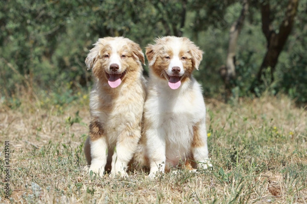 Obraz deux bergers australien collés