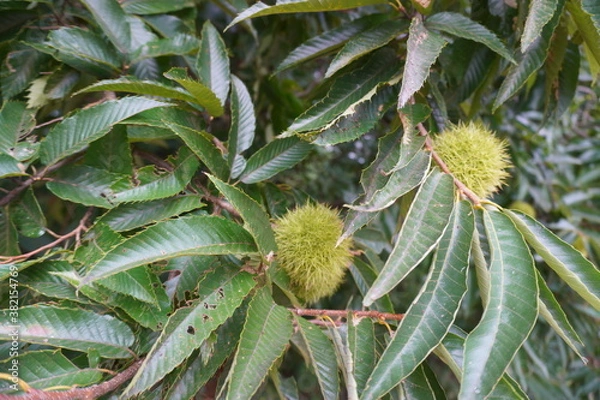 Fototapeta 栗の木