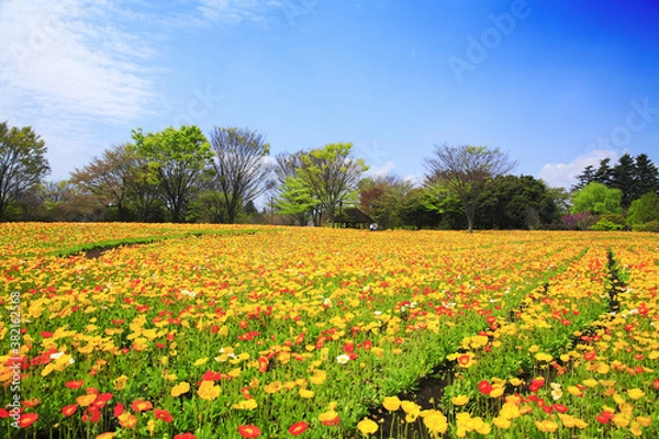Fototapeta ポピーのお花畑