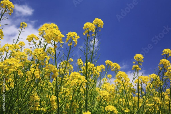 Fototapeta 菜の花畑