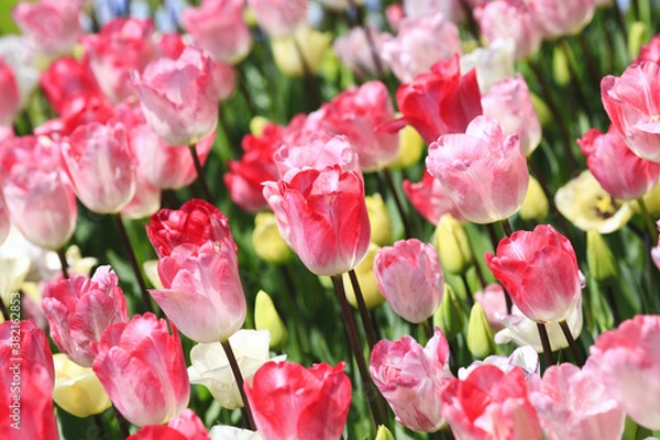 Obraz チューリップのお花畑