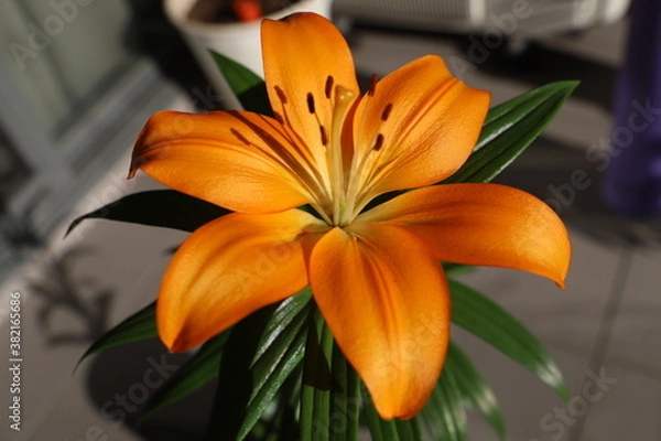 Obraz orange tiger lily