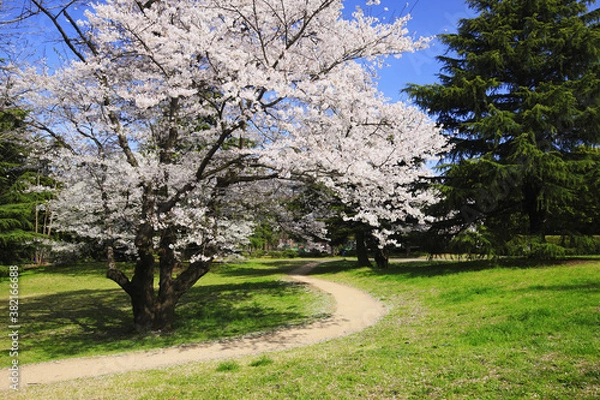 Fototapeta 染井吉野桜と道