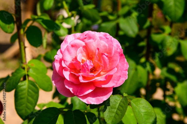 Fototapeta ピンクのバラ