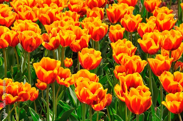 Fototapeta チューリップ