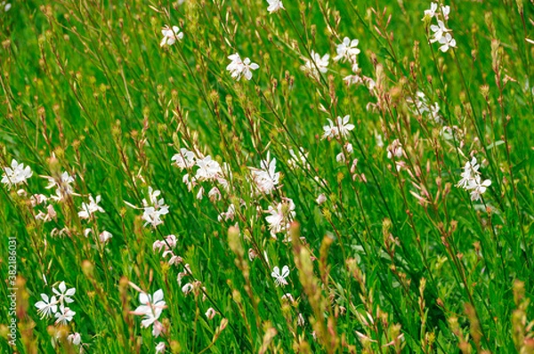 Fototapeta 春の花