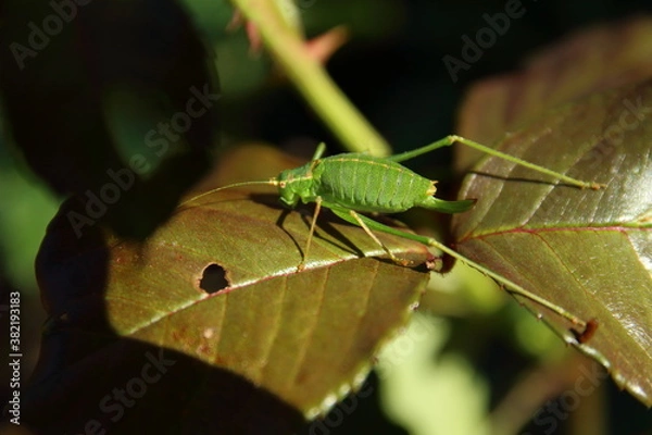 Fototapeta Grashüpfer