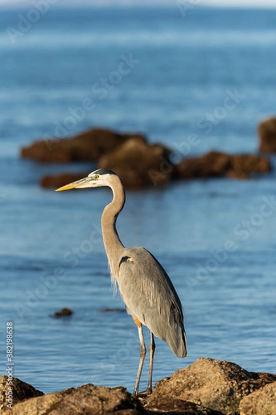 Obraz Blue heron bird known as Ardea herodias captured while fishing on the coastal shore in the Gulf of California in Mexico