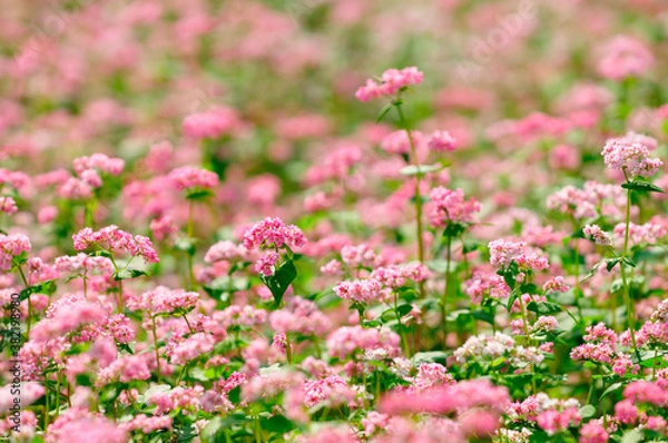 Fototapeta アカソバの花