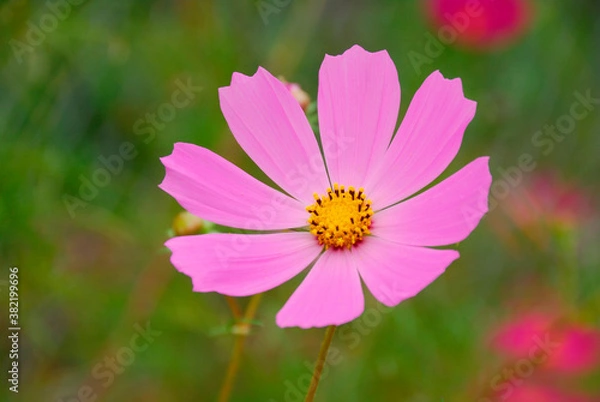 Fototapeta コスモス