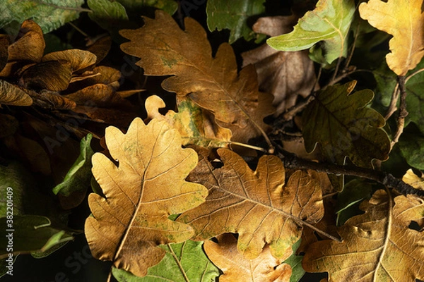 Fototapeta Autumn creative composition with beautiful autumn leaves.